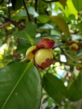 Mangosteen fruit Stock Photos