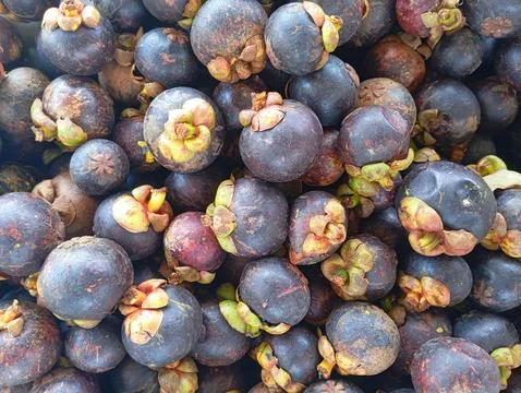 Mangosteen fruit Stock Photos