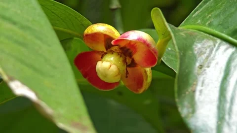 Mangosteen fruit on the tree. Stock Footage 305772203