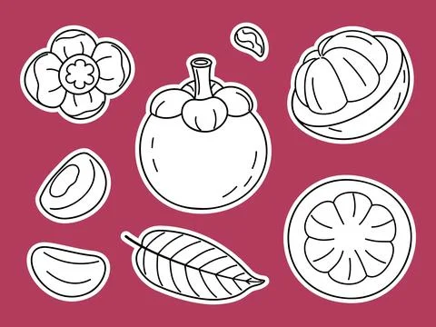 Mangosteen fruit vector sticker pack with line art elements and white fill イラスト素材