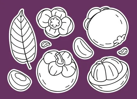 Mangosteen fruit vector sticker pack with line art elements and white fill Illustrazione stock