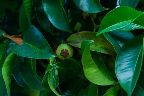 Mangosteen grows on a tree Stock Photos