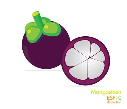 Mangosteen Stock Illustration