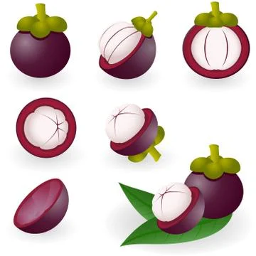 Mangosteen Stock Illustration