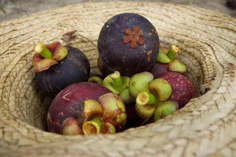 Mangosteen Foto stock