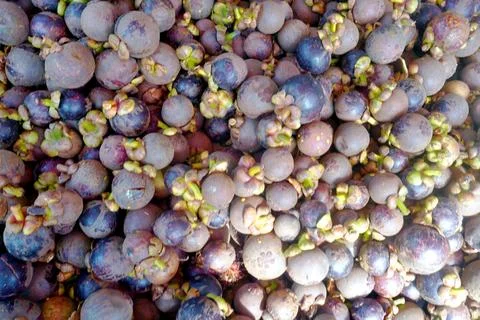 The Mangosteen, Stock Photos