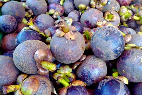 The Mangosteen, Stock Photos