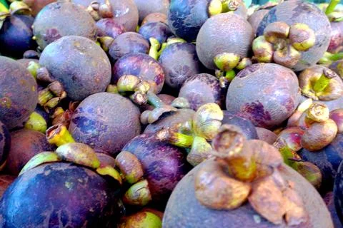 The Mangosteen, Foto stock