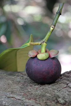 Mangosteen put on the tree. Stock Photos