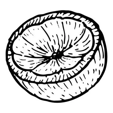 Mangosteen slice vector. Tropical exotic fruit drawing, sweet natural pulp, Stock Illustration