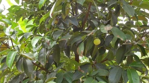 Mangosteen tree Stock Footage 76308858