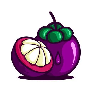 MANGOSTEEN VECTOR Stock Illustration