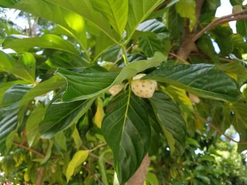 Mangosteens growing on the tree Stock Photos