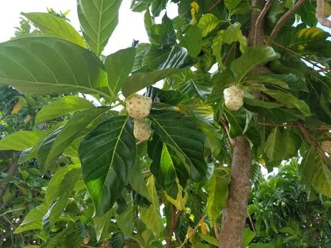 Mangosteens growing on a tree Stock Photos