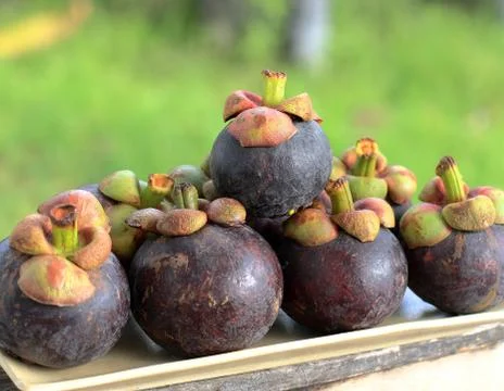 Mangosteens Stock Photos