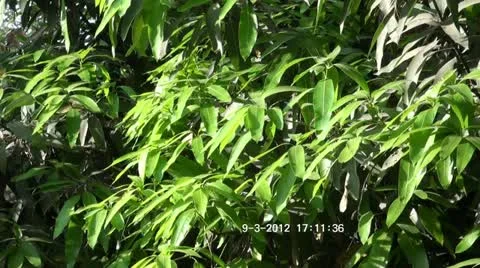 MangoTree Stock Footage 10828135