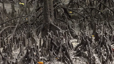 Mangroove Stock Footage 150126828