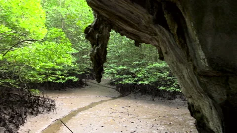 Mangroove Stock Footage 151917296