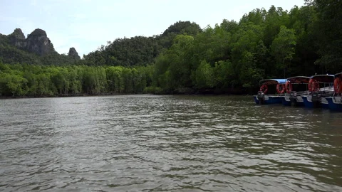 Mangroove trip Stock Footage 151914461