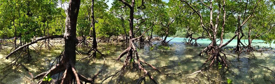 Mangrove 2 Stock Photos
