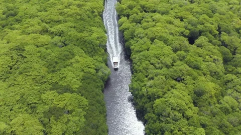 MANGROVE AERIAL 1 Stock Footage 277926727