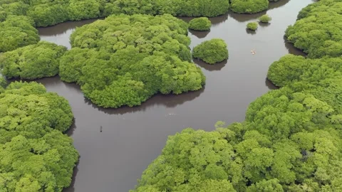 MANGROVE AERIAL 2 Stock Footage 277923259