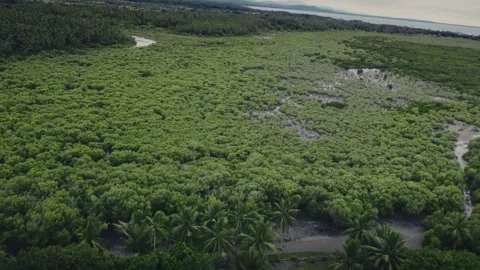 Mangrove arial view in Papua New Guinea Stock Footage 324726865