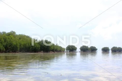 Mangrove in Beach of Pari Island Stock Photos