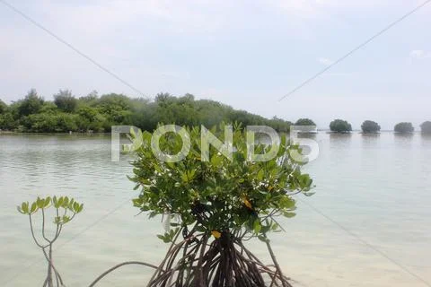 Mangrove in Beach of Pari Island Stock Photos