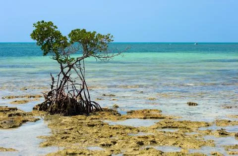 Mangrove on beach Stock Photos