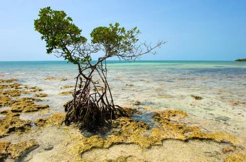 Mangrove on beach Stock Photos