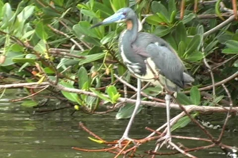 Mangrove Bird Vídeo Stock 159048