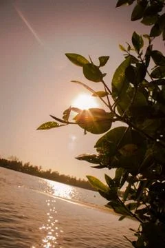 Mangrove blocking sun Stock Photos