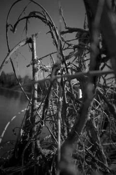 Mangrove branch Stock Photos