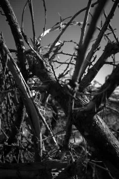 Mangrove branch Stock Photos
