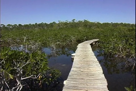 Mangrove Bridge-pan Video stock 818787