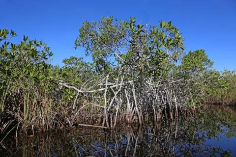 Mangrove Bush Stock Photos