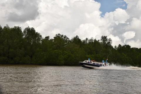 Mangrove coast 스톡 사진