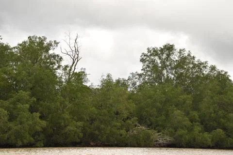 Mangrove Coast Stock Photos