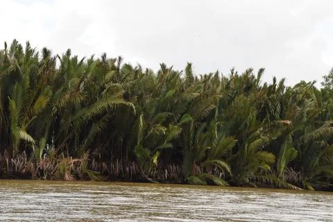 Mangrove Coast 스톡 사진
