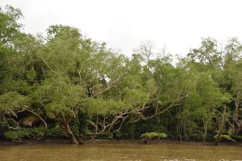 Mangrove coast 스톡 사진