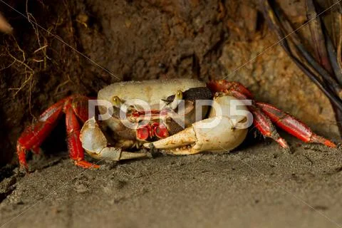 Mangrove Crab Hidden In On The Beach Observe The Muscularity Of This Delicious