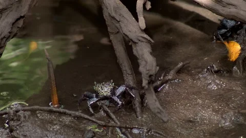 Mangrove Crab Moving Across Mud Beneath Coastal Tree Roots Stock-Footage 339384138