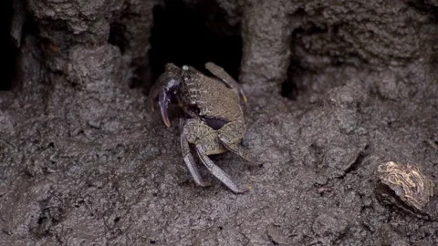 Mangrove crab resting on muddy ground 库存影片 339826720