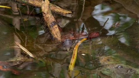 Mangrove Crab on Root Above Shallow Water 库存影片 340180313