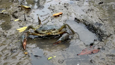 Mangrove crabs Stock Footage 128639137