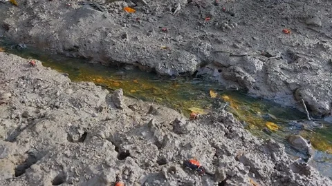 Mangrove crabs Stock Footage 195060869