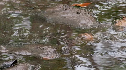 Mangrove Creek Flowing Through Forest During Low Tide Stock Footage 340119192