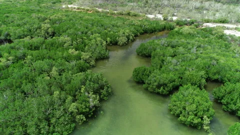 Mangrove Creek Stock Footage 148424387