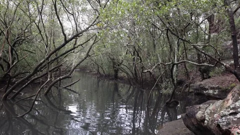 Mangrove creek Video stock 255479306